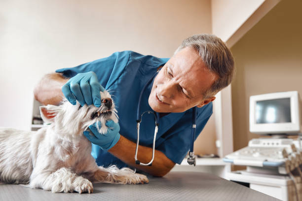 Best Emergency Root Canal Treatment in Vernon, AL